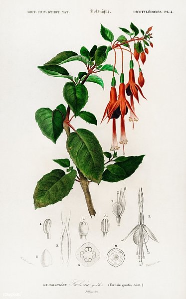 Колибри фуксия (Fuchsia gracilis)