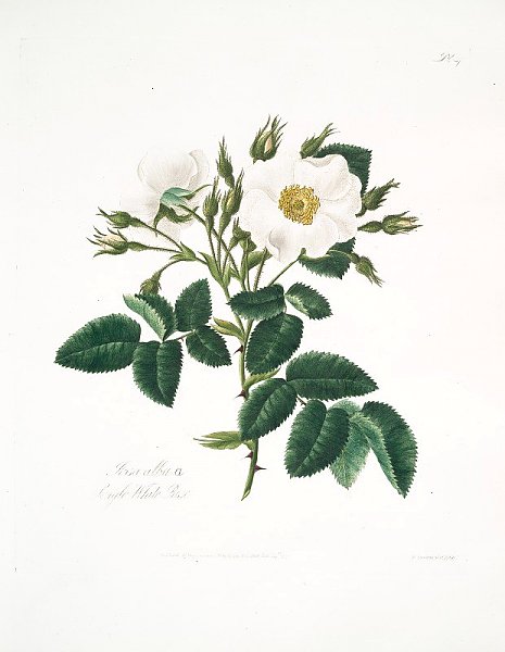 Rosa alba2