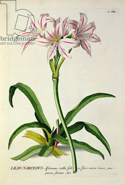 Lilio-Narcissus, Africanus, from 'Plantae Selectae' by Christoph Jakob Trew, published 1750-73