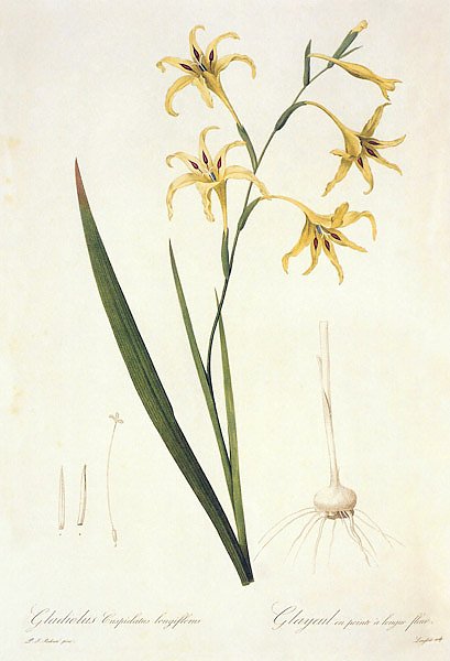 Gladiolus undulatus L