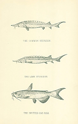 Постер The Common Sturgeon, The Lake Sturgeon, The Spotted Cat-fish 1