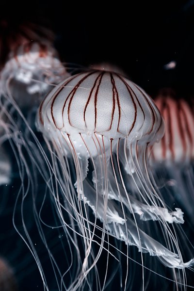 Белые медузы с красными полосками