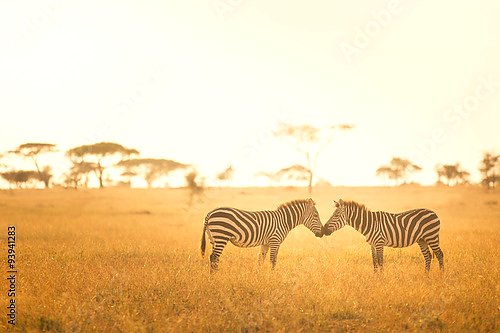 Зебры: любовная история