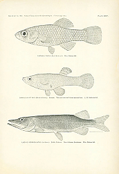 Постер Lucania Parva (Baird &Girard), Gambusia Affinis (Baird &Girard) Female, Lucius Vermiculatus (Le Sueur) 1