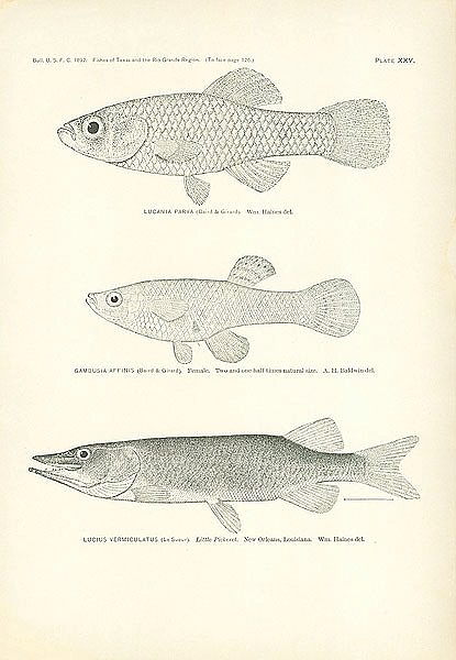 Lucania Parva (Baird &Girard), Gambusia Affinis (Baird &Girard) Female, Lucius Vermiculatus (Le Sueur) 1