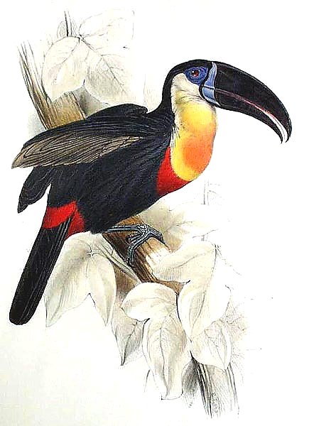 Sulphur and White Breasted Toucan