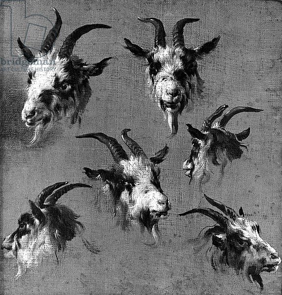 Six studies of goat heads