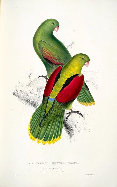 Parrots by E.Lear  #12