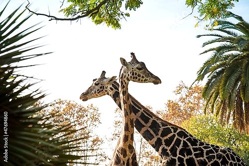Два жирафа 