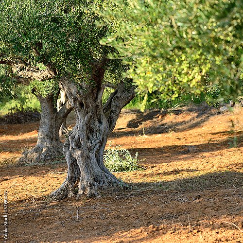 Оливковые деревья. Греция 2