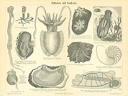 Постер Mollusken und Tunikaten