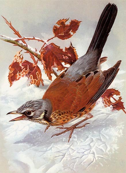 British Birds - Field Fare