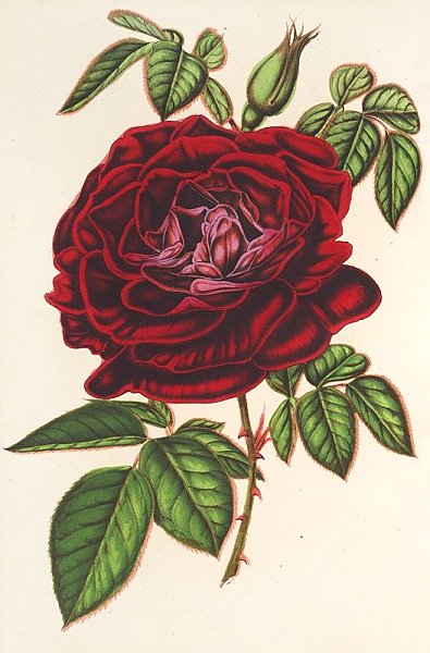 Rose Empereur du Mexique