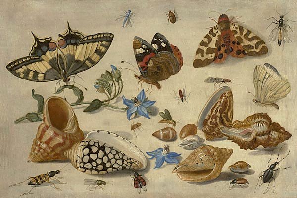 Бабочки, ракушки и насекомые