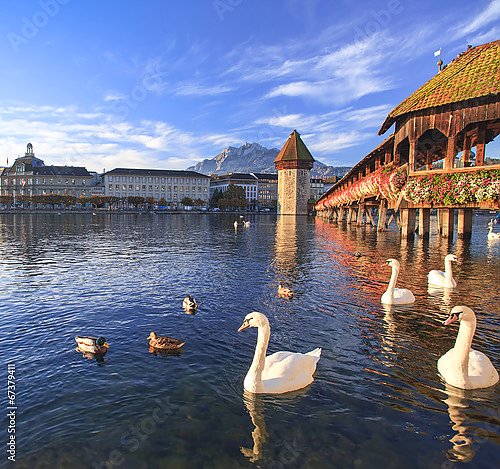 Швейцария, Люцерн. Лебеди у Капельбрюкке