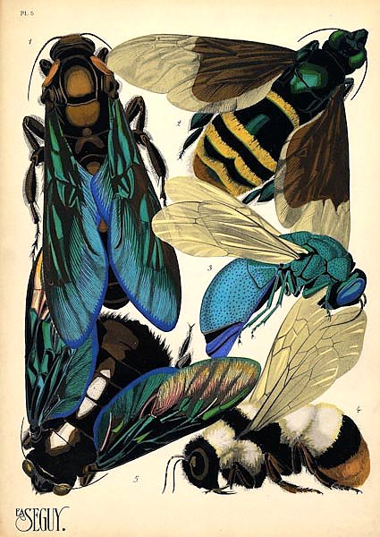 Insects by E. A. Seguy №16