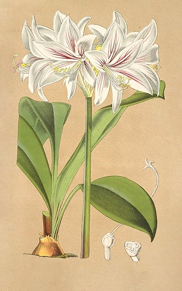 Griffinia Blumenavia