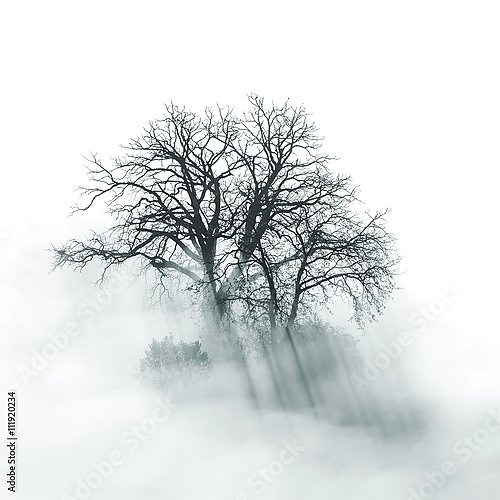 Силуэт одинокого дерева в туманное утро