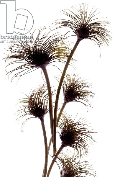 Clematis Buds, 2010,