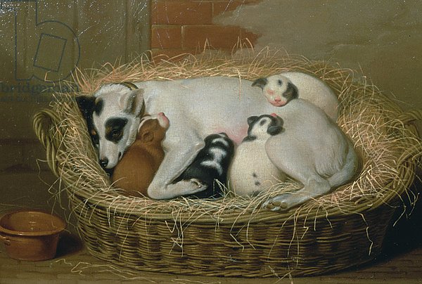 Bitch with her Puppies in a Wicker Basket
