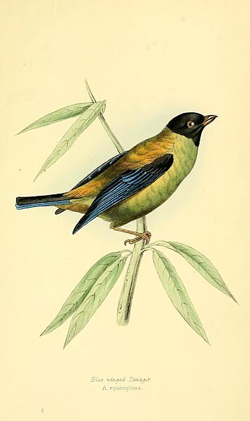 Blue winged Tanager