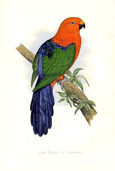 King Parrot, or Parrakeet