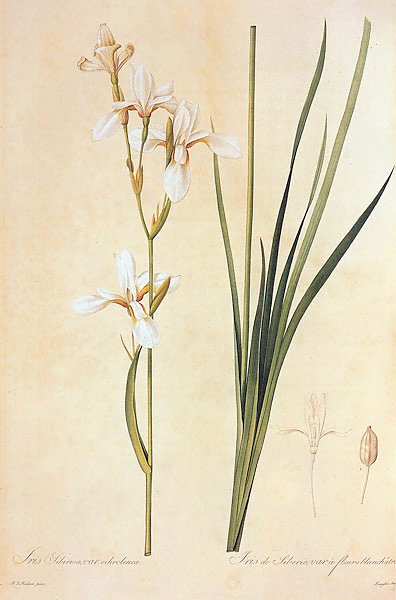 Iris sibirica L