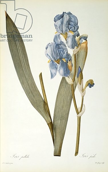 Iris Pallida, from `Les Liliacees', 1812