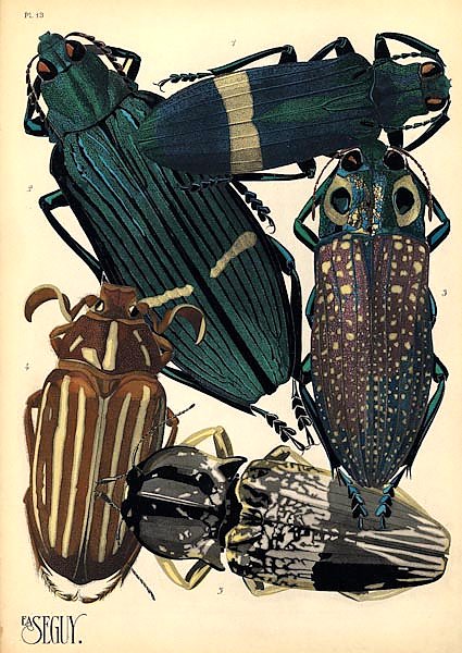 Insects by E. A. Seguy №5