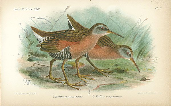 Постер Rallus Equatorialis, Rallus virginianus