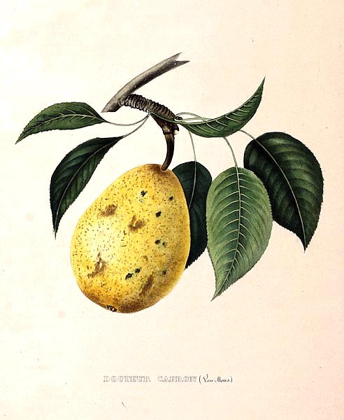 Pears - Docteur Capron
