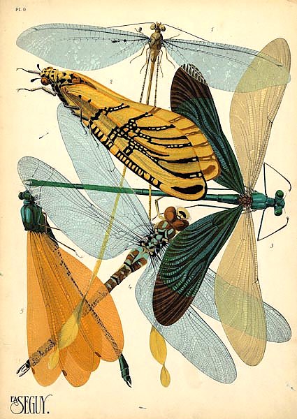 Insects by E. A. Seguy №20