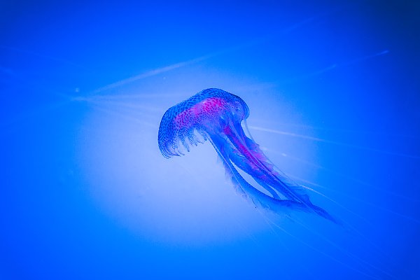 Медуза в синей воде