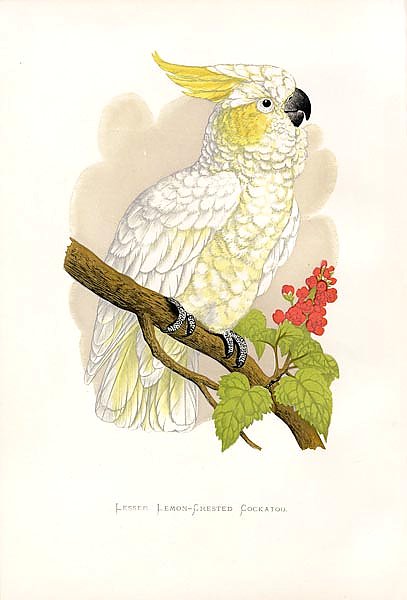 Lesser Lemon-Crested Cockatoo