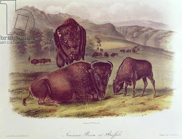 American Bison or Buffalo, from 'Quadrupeds of North America', 1842-45