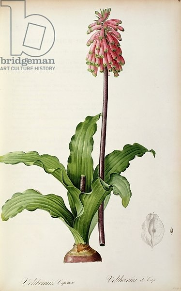 Veltheimia Capensis, from `Les Liliacees', c.1805
