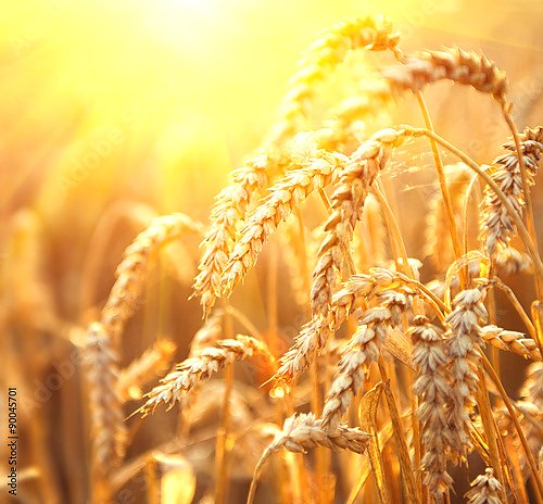 Поле золотой пшеницы