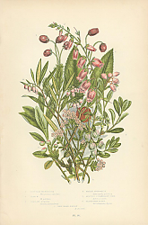 Постер Scottish Menziesia, Irish m., Trailing Azalea, Marsh Andromeda, Austere Strawberry Tree, Black Bear- 1