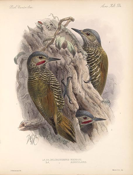 Птицы J. G. Keulemans №65