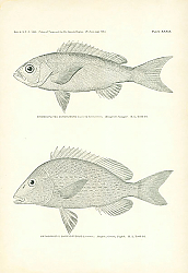 Постер Rhomboplites Aurorubens Cuvier & Valenciennes, Orthopristis Chrysopterus (Linnaeus) 1