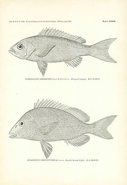 Rhomboplites Aurorubens Cuvier & Valenciennes, Orthopristis Chrysopterus (Linnaeus) 1