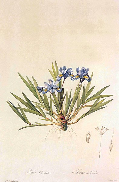 Iris cristata Sol In Aiton