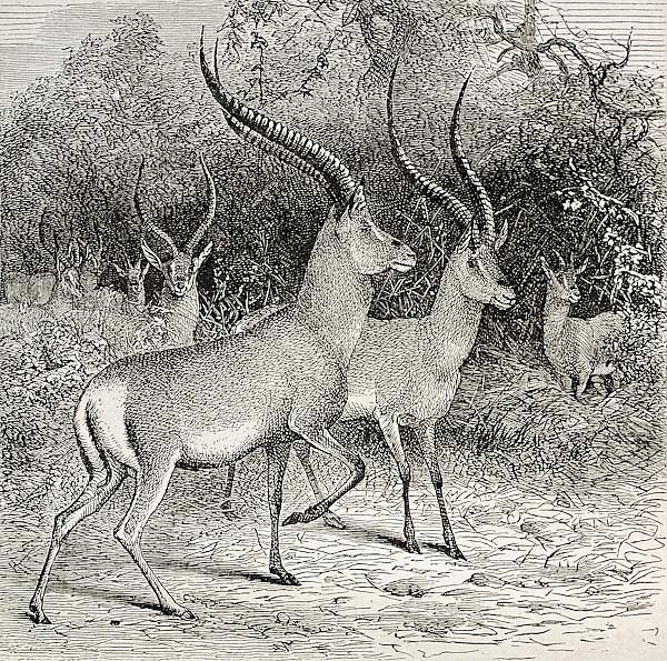 Antelope specie in Ougugo region, Tanzania. Created by Wolff, published on Le Tour du Monde, Paris, 