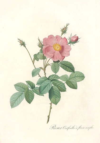 Постер Редюти Пьер Rosa Centifolia Simplex