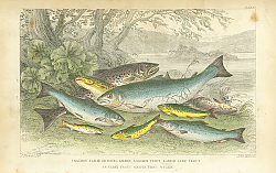 Постер Salmon, Gilse of Young Salmon, Salmon Trout, Great Lake Trout, Lake Trout, River Trout, Parr 1