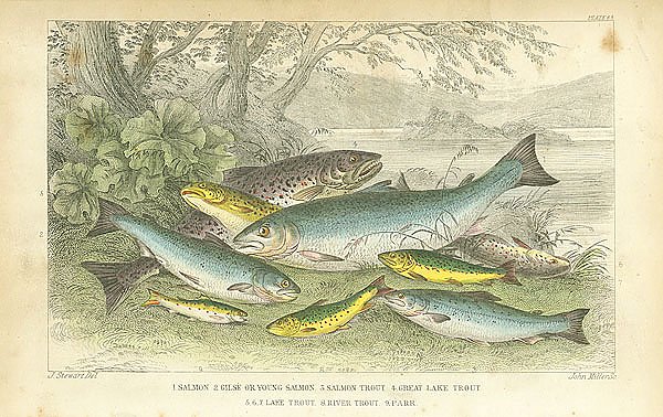 Salmon, Gilse of Young Salmon, Salmon Trout, Great Lake Trout, Lake Trout, River Trout, Parr 1