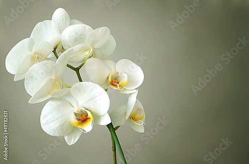 Постер Белая орхидея