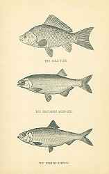 Постер The Gold Fish, The Northern Moon-Eye, The Branch Herring 1