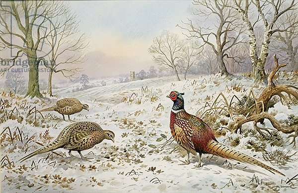 Pheasant and Partridges in a Snowy Landscape