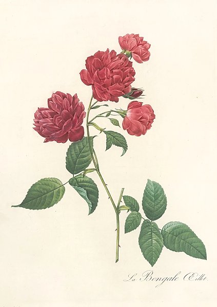 Постер Редюти Пьер Rosa Indica Caryophyllea